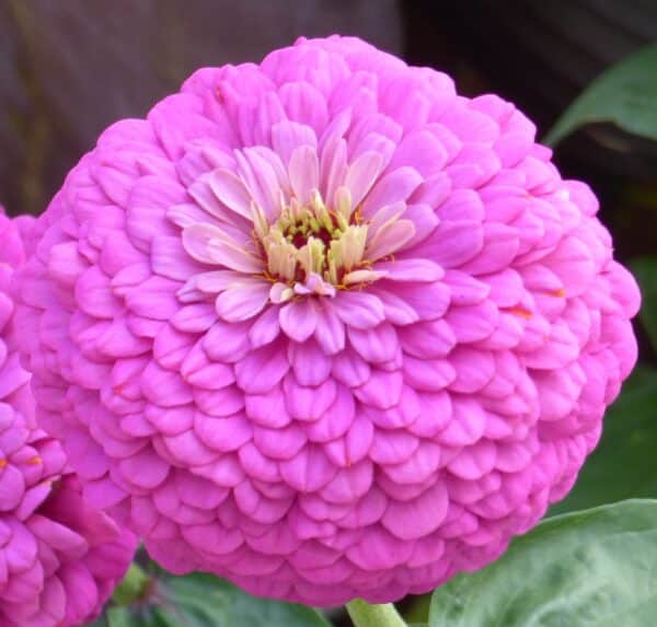 Zinnia elegans dahliaflowered Dream