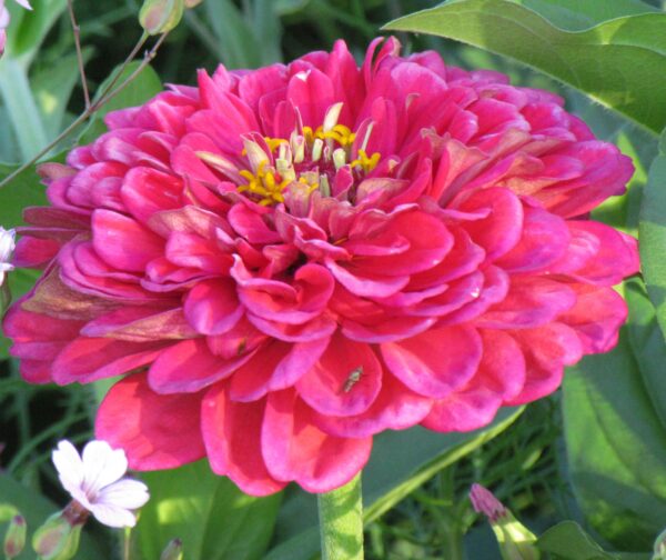 Zinnia elegans dahliaflowered Exquisite