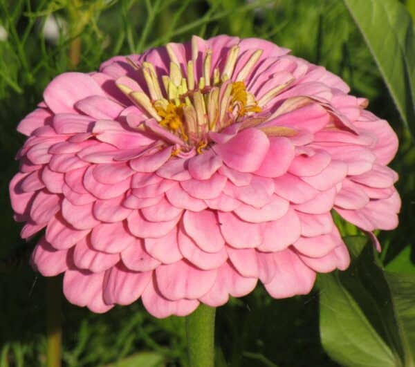 Zinnia elegans dahliaflowered Luminosa - Image 2