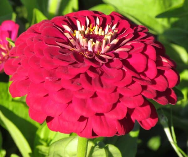 Zinnia elegans dahliaflowered Meteor