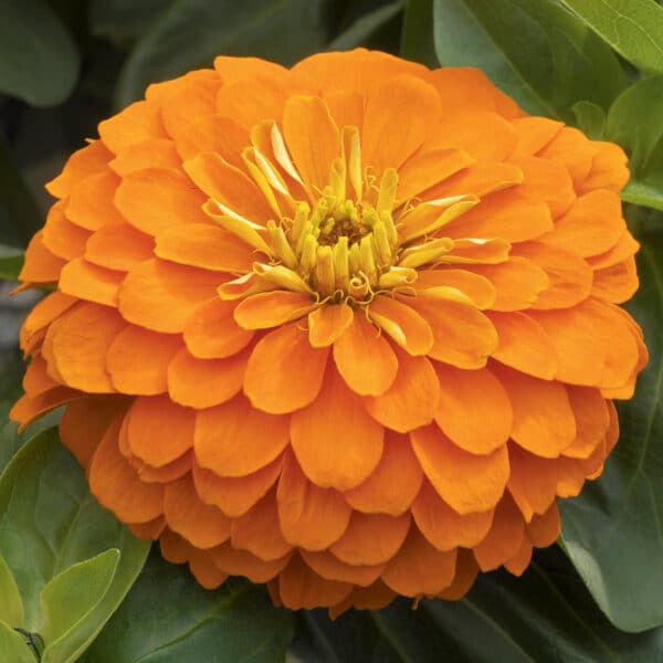 Zinnia elegans dahliaflowered Orange King