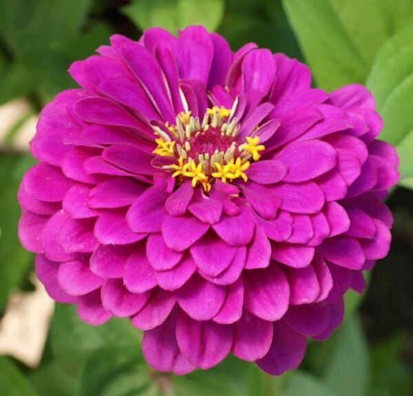 Zinnia elegans dahliaflowered Purple Prince