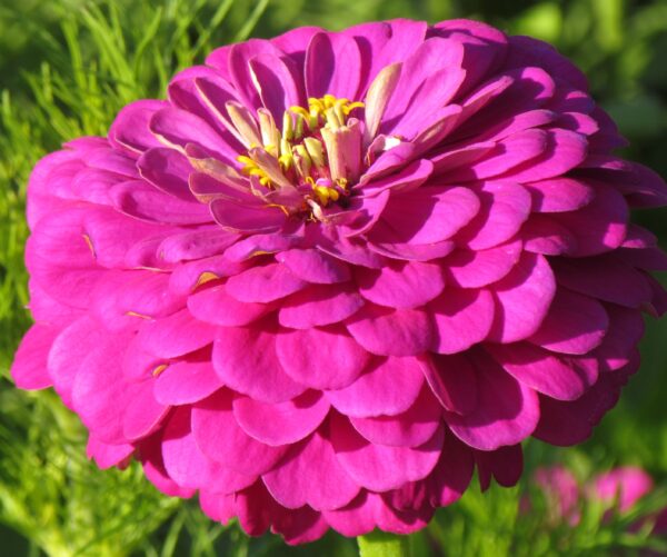 Zinnia elegans dahliaflowered Purple Prince - Image 2