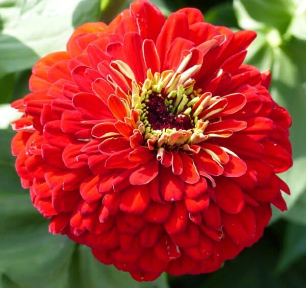 Zinnia elegans dahliaflowered Scarlet Flame