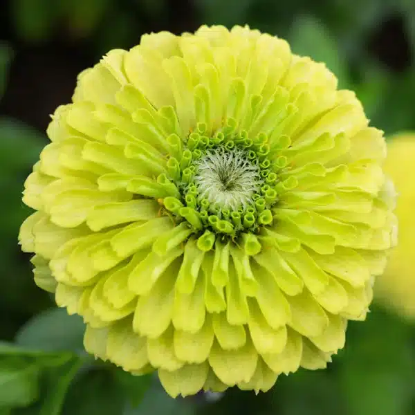 Zinnia elegans dahliaflowered Envy